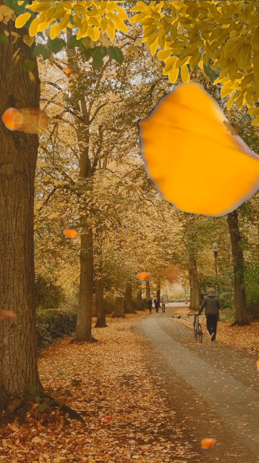 Rồi khi những chiếc lá vàng bắt đầu rơi...đó là Thu... lại là Thu..những ngày buồn🍁🍁🍁 NHỚ _Mùa Thu của Đức_ #muathu #buồn #lávang #germany #nuocduc #chauau #tamtrangbuon 