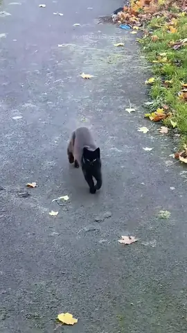 The end 🤣 episode 423 #funnyvideo #funnycat #funnyanimals #cat #animals #pet #fyp #foryou #🤣🤣🤣 