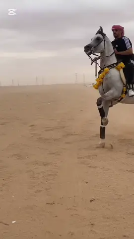 ماشاءالله كم طمره ب المقطع ؟ معا كنوق العشيب مالهم منااافس🤣🔥#مربط_الجنوبي #بدران #خيل_وخياله🐎 @فرسان_السعوديه_🐎 