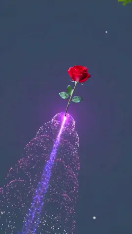 #foryou #fypシ #tiktok #beautiful #flower #wallpaper #tiktokwallpaper #rose #red 