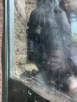 aint no way💀 #fyp #monkey #zoo 