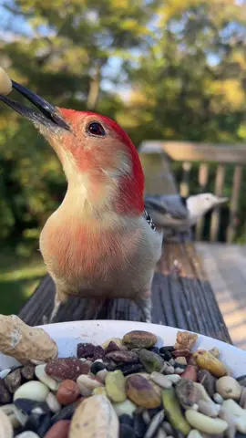 I love the early afternoon lighting. #fyp #birds 