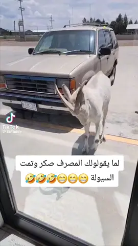 #الزنتان_تااغرمين_الوااشين_🔥🦅 #اضحك_من_قلبك #طرابلس_بنغازي_المرج_البيضاء_درنه_طبرق #زليتن_مصراته_طرابلس_ليبيا #الشعب_الصيني_ماله_حل😂😂 #ليبيا🇱🇾 #الزنتان_طرابلس_مصراته_الزاويه_ليبيا🇱🇾 #مصارف_ليبيا #عصبي#الجبل_الغربي_مزده_نسمه_❤️🇱🇾ليبيا_الوطن❤️ 