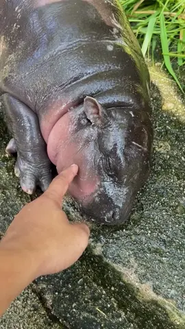 Moo Deng sleep 💕💕💕🦛 #moodeng #cute #hippopotamus #babyhippo #funnyanimals #fyp #wildlife #PetsOfTikTok #cuteanimals #fypシ #trending #viral #hippo 