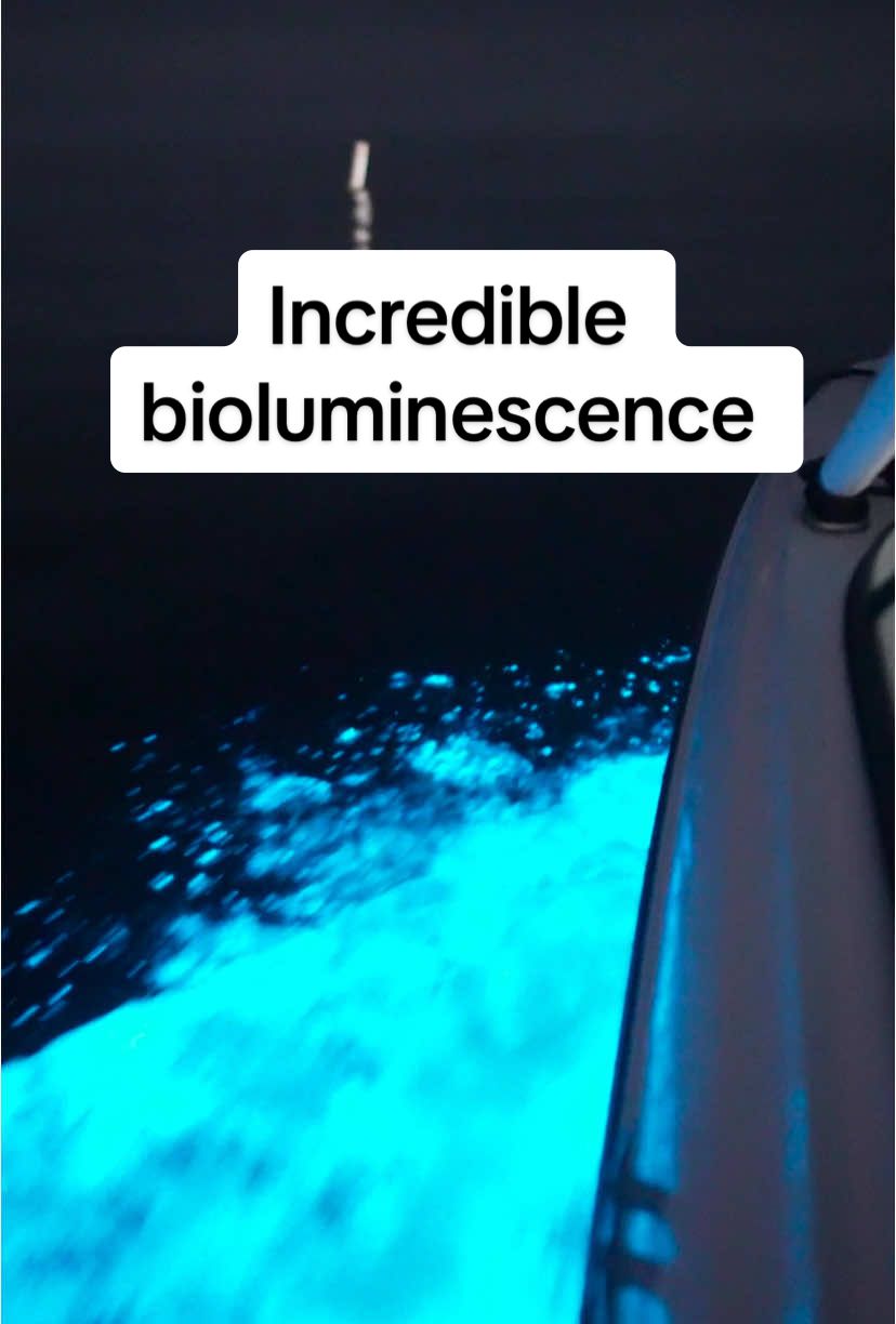 I still feel like I’m dreaming… Last night, the ocean produced the BRIGHTEST bioluminescence that I have ever seen. I shot this in the Santa Monica Bay. #bioluminescence #marinadelrey #glowing #ocean #sea 