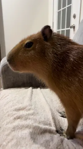 Cheesecake the capybara is done with my 💩  PSA - she’s on the couch because she’s spoiled, not because she’s a pet - she’s an animal ambassador being socialized until she’s big enough to stay with our adult female #capybara #capybaras #joke #jokes #dadjoke #dadjokes #badjokes #badpuns #puns #funny #funnyanimals #funnyvideos #animals #animalsreact #fypageシ 