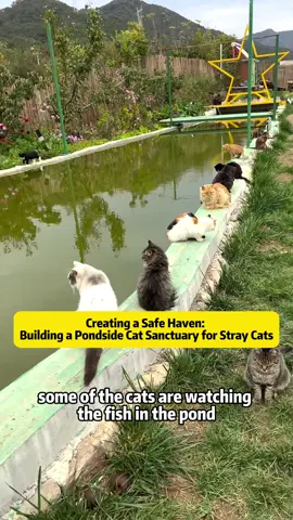 Building a Waterside Haven: Creating a Safe Cat House by the Pond Since relocating all our stray cats to this expansive 4,000 to 5,000 square meter area, I've noticed that they are irresistibly drawn to the pond. Whether they're watching the fish swim or simply daydreaming by the water's edge, the cats - both adults and kittens - seem to have a special affection for water. This constant fascination, however, raises safety concerns, especially with playful kittens who might accidentally fall into the water. Understanding the risks, I decided to build a waterside rescue cat house by the pond. This structure not only provides additional housing but also serves as a safe haven for any cat that might find itself in the water. Using available wooden materials, I began constructing a two-story cat house. The first floor features an overwater platform, ideal for installing a rescue bridge to assist cats in climbing back to safety. Throughout the construction, the cats were curious and often came to inspect the progress - sometimes even climbing the 3-meter-high pillars! Safety was a priority, so I ensured all wood was securely fixed with 12 cm screws. Auxiliary ladders were added to both levels to accommodate cats of all climbing abilities. The interior was thoughtfully arranged with warm cotton mats for comfort, and the roof was waterproofed with black rubber mats to keep the interior dry during rain. By early morning, many of the cats had already begun to explore their new home, finding cozy spots to rest. This project not only enhances the cats' living environment but also brings peace of mind knowing they have a safe space by the pond. Watching them enjoy the new cat house is truly rewarding. It's moments like these that make all the hard work worthwhile. To all the quiet supporters who like, comment, share, and follow our journey - your kindness doesn't go unnoticed. Thank you for being a part of our mission to create a safe and happy haven for these wonderful cats. #CatHouse #StrayCats #CatRescue #FelineFriends #AnimalShelter #DIYProjects #CatLovers #PetSafety #HappyCats #AnimalCare 
