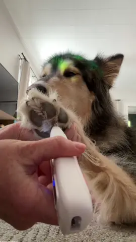 @Double Meter  If your dog has fur boots like mine, I highly suggest trying this paw trimmer out. Saves you a trip to the groomer! ##petpawtrimmer #dogtok #malamute #giftideasfordoglovers #xmasgiftideas #ttshopfinds #ugc #ugcpets #ugcdog #dogugc #ugccreator 
