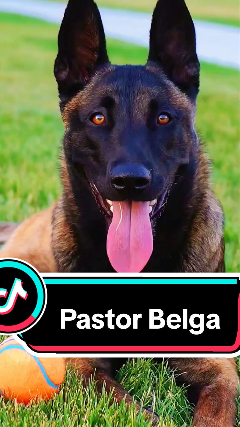 Te gustaría tener un Pastor belga #dog #pastorbelgamalinois #perros 
