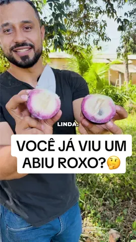 VOCÊ GOSTARIA DECTER ESSE ABIU NA SUA CASA?! ⚠️ O Abiu roxo é um fruto diferente, ainda mais para nós que estamos acostumados com o Abiu amarelo ou o Abiu Ticuna que é o Abiu Gigante, só que esse feito roxo não fica devendo em nada em comparação com os outros frutos porque é simplesmente uma delícia! Se você tiver interesse de cultivar essa variedade de abiu na sua casa, comenta aqui nesse post, quem sabe em breve não teremos essa mudas ENXERTADAS aqui no ProMudas para você colher seus frutos ainda mais cedo.