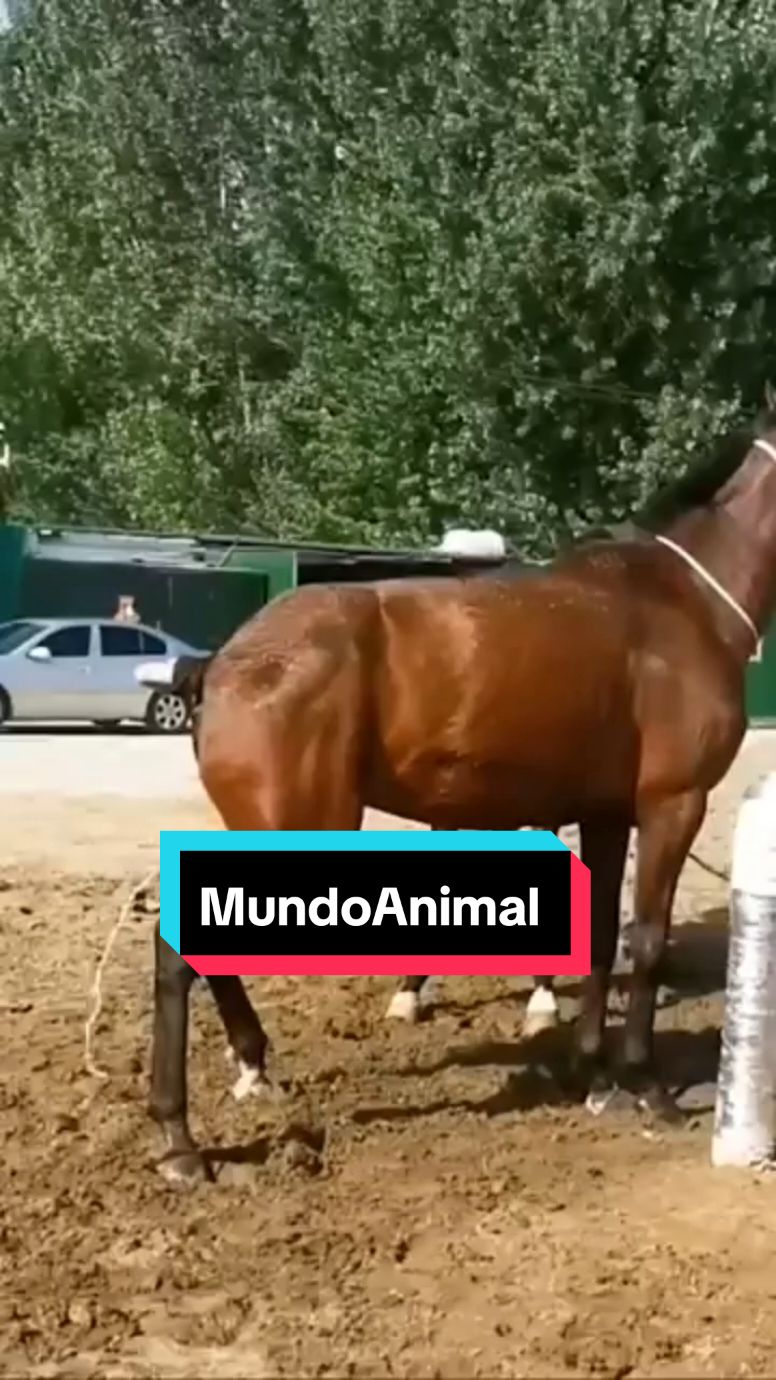 #cavalos #egua #fazenda 