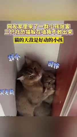 猫：那帮煞星来了，赶紧躲起来😂🤣#搞笑视频 #cute #cat 