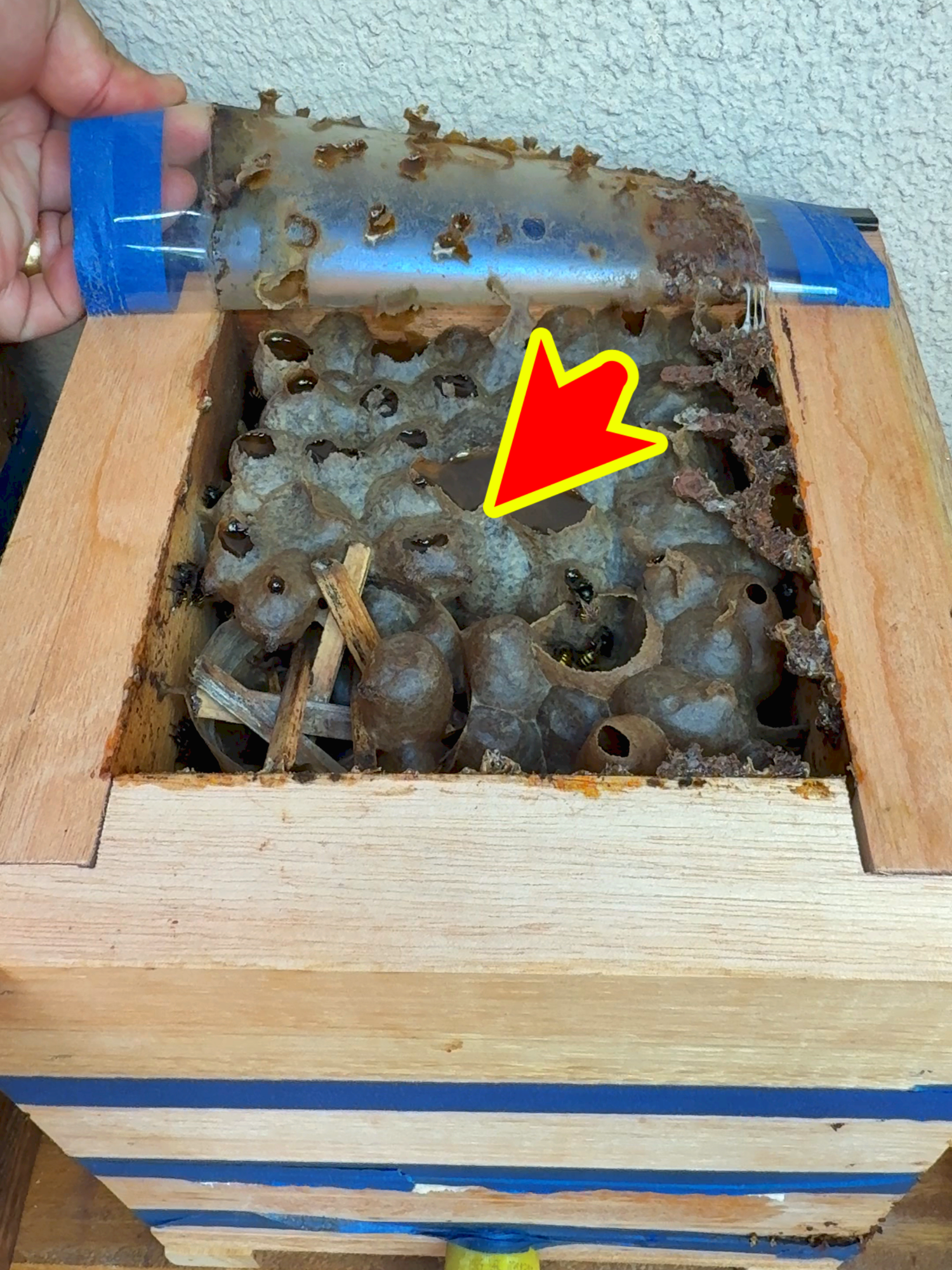 Em trinta dias a melgueira das abelhas Mandaçaia ficou assim. #abelhamaravilha #abelhasenativas #meliponicultura #AnimaisNoTikTok #abelhas