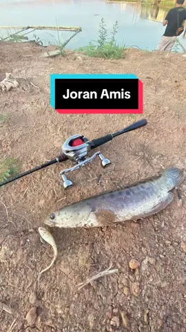 Amis Joran #shimanozodias2020 #shimano #casting #mancing #xyzbca #xybca #fyp #lewatberanda #ikantoman #fishing #xyzabc 