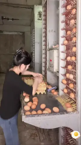 There are never-ending collections of eggs #egg #eggs #fyp #asmr #foryou #satisfying #satisfaction #foryoupage #asmrvideo 