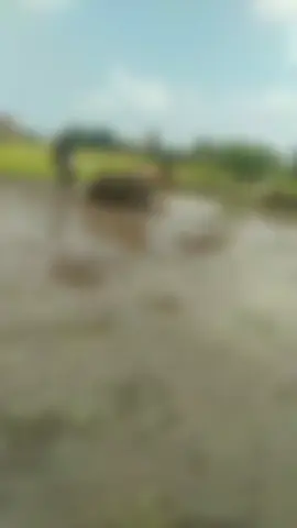 #traktorsawah 
