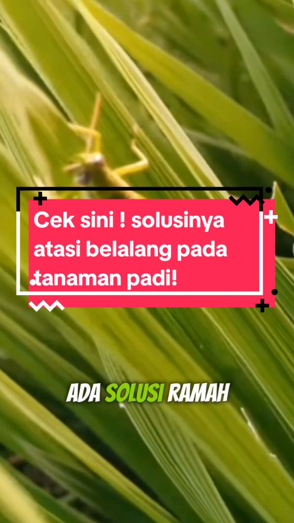 Pupuk alami pembasmi belalang, pupuk padat  #pupukbagus  #fy  #4upage  #pupukhama  #hama  #belalang #LiveOutlandish 