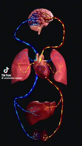 Hệ tuần hoàn chúng ta #sưckhoe #giảiphaunguoi 
