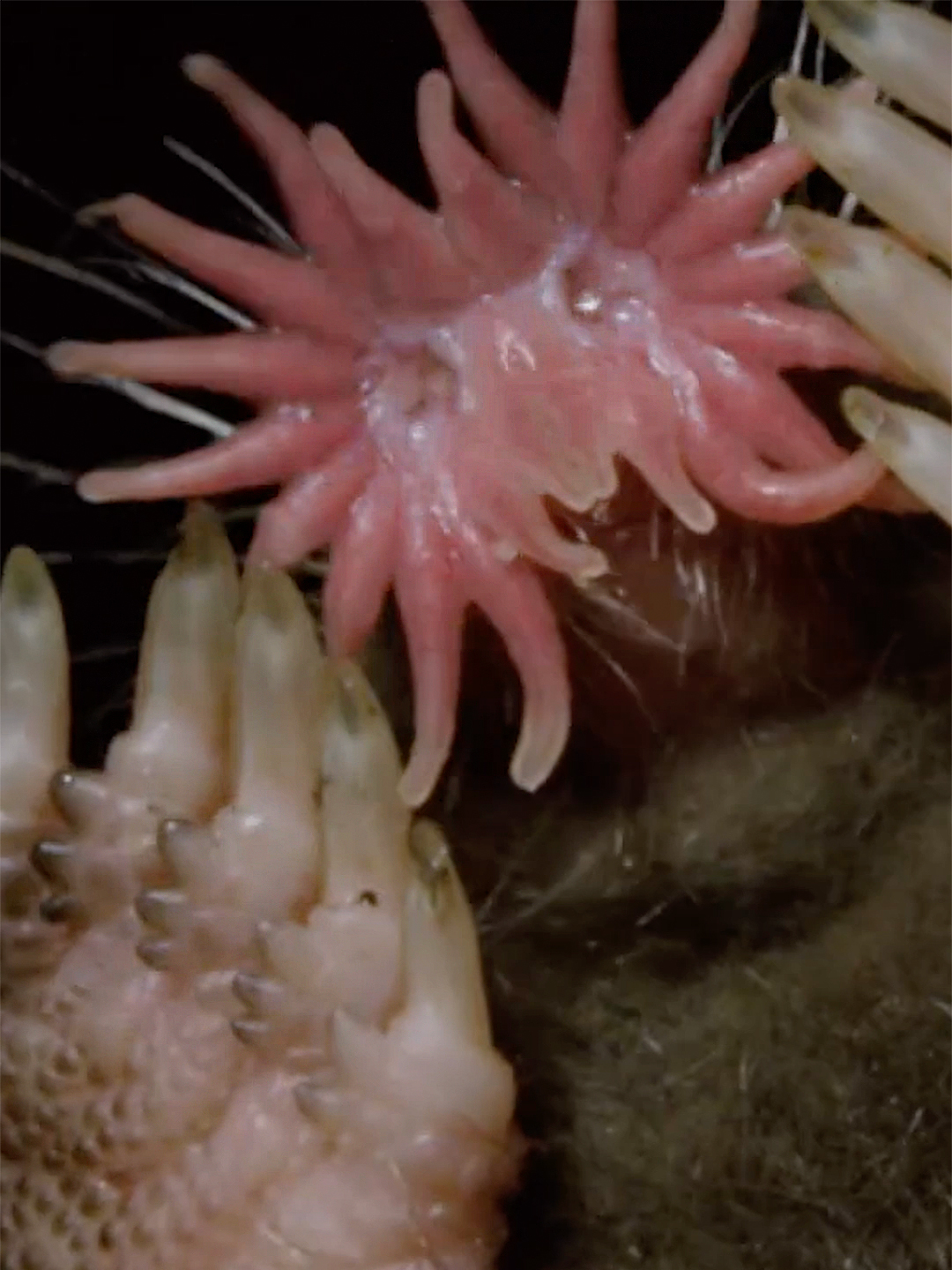 When you're first to arrive at the buffet table ...⁣ ⁣ Star-nosed moles use their ultra sensitive tentacle snoots to track down tasty meals. Their noses are covered in super-sensitive microscopic touch organs (25,000 or so of them) which allow the moles to detect exactly where objects are in space. Great for tracking down delicious earth worms. It's kind of like having a really sensitive hand on your face that looks like a mini octopus. We know what we're dressing up as for Halloween ...⁣ ⁣ 🎥 : #CrazyMonsterDiggers⁣⁣ ⁣ #starnosedmole #mole #weirdwildlife #Halloween #WildHalloween #spooky #wildlife #nature #creepy #scaryanimals #EarthTouchTV⁣