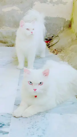 Mashallah cutest cats pair #foryou #foryoupagе #kittens #catsbeauty #trending #trendingtiktok #trendingtiktok #beautifulcats🐈 