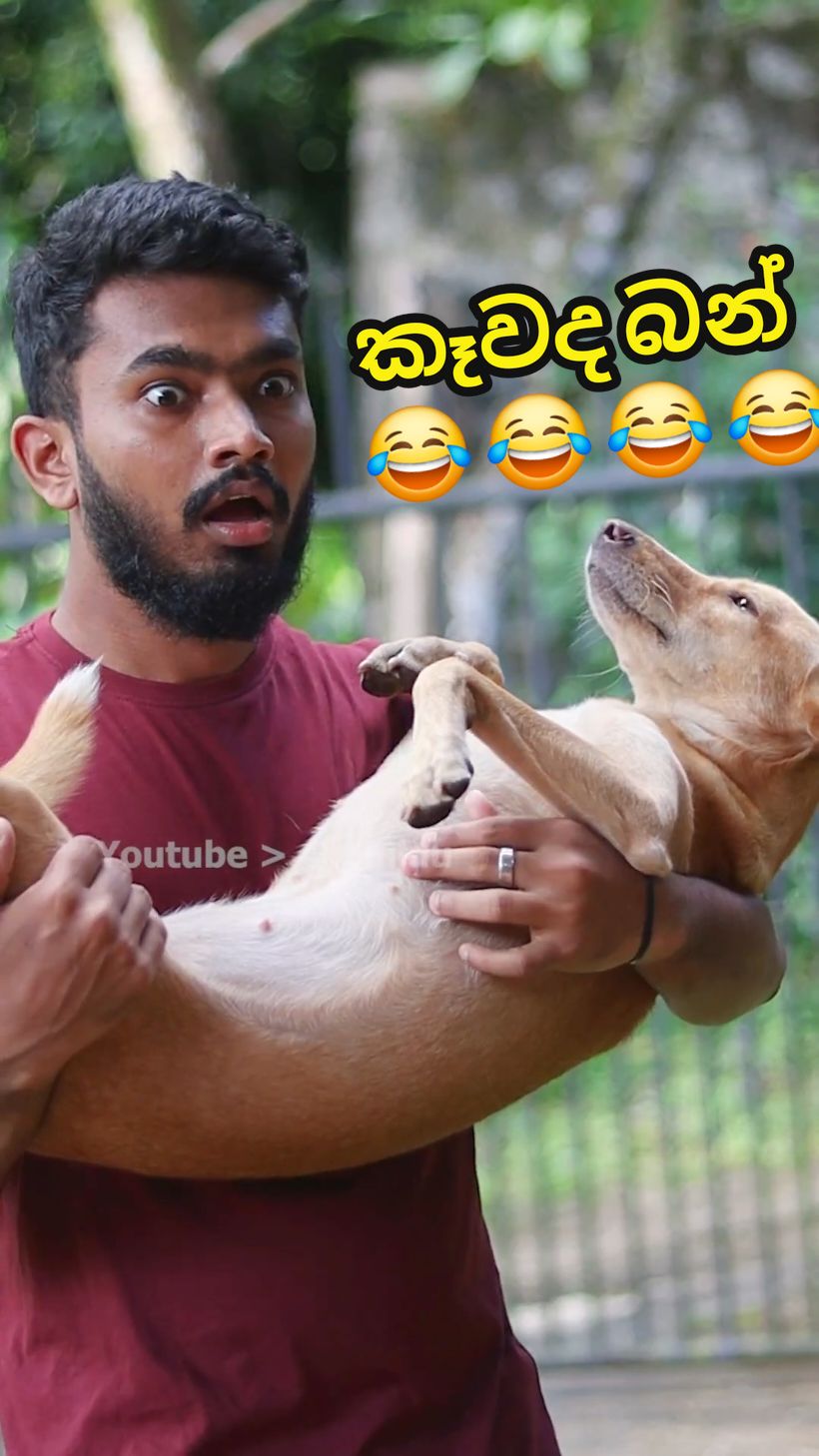 කෑවද බන් 😂 @Ashan imalka #funnyskits #srilankan_tik_tok🇱🇰 #sinhalafunnytiktok #srilankan #sinhalafunny #chamidu #sinhalacomedy #sinhalameme #foryou #fyp 