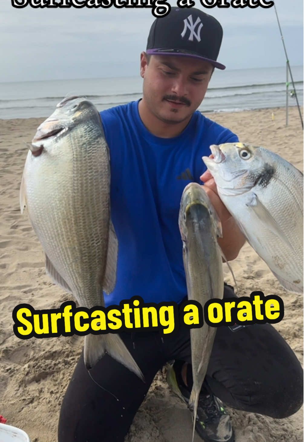 Surfcasting a orate; recupero di una bellissima regina 👑 #surfcasting #viral #neiperte #longcasting #orata #dorada #pescadallaspiaggia #groundcast #napoli #fishingtiktoks #surffishing #surfcastingitalia #surfcastingitalia #gennaromargarita #pescaesportiva #fisherman #fishing #pescador #italia #asdsniperteam 