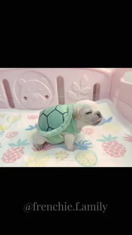 I’ll pick up the staggering little turtle first #frenchiesoftiktok #puppy #baby #cute #fyp 