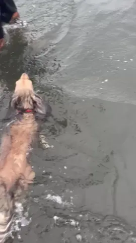 #ダックスフンド #泳ぐ犬 #犬のいる生活 