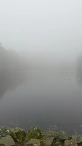 #taiqjameelbeyan #moulanatariqjameel #poetrystatus 