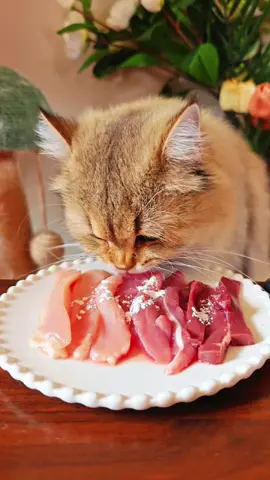 Dining time 😋 #cat #catsoftiktok #cutekitten #diningkitty #cateating #cateatingasmr #cateatingsound #asmr #petmukbang #catfood #catbowl #cutecat 