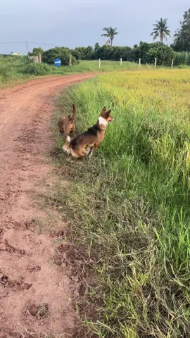 Trong nhà là chó mà ra ruộng thành con j không biết😅😅😅😅#bebongdangyeu #bebupdangyeu #xuhuongtiktok 