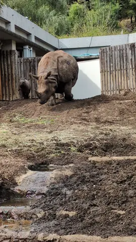 テッテケテテッテケテー🦏 ノッシノッシ🦏 24/October/2024 #インドサイ #サイ #IndianRhinoceros #Rhinoceros #多摩動物公園 #動物園 #Zoo