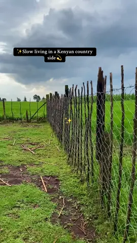 How about we embrace slow living🥹🥹✨just large farm, you and all your favorite animals , growing crops and fruits of your own🥹🥹away from city noise,Just connecting with nature🍃 This is the real luxury  #slowliving #countryside #kenyanvillage #ushago 