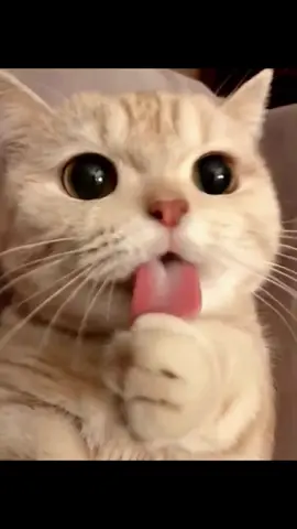#kitty #cutecat #foryoupage #funnycat #cuteanimals 