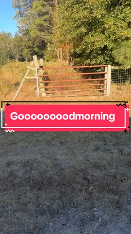 Man was showing off this morning 😂#donkey #horse #goodmorning #showoff #hung #yeehaww #rancher #farm #trapping 