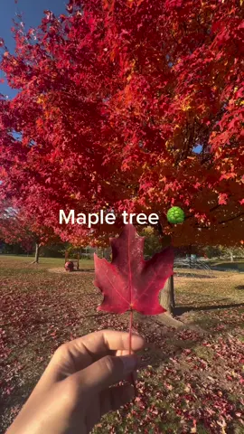 Maple tree season 🍁