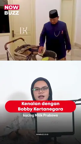 Bobby Kertanegara, kucing kesayangan Presiden Prabowo Subiantosekarang mencuri perhatian nih. Sejak datang 1,5 tahun lalu, Bobby betah tinggal dan seringkali menghibur Prabowo serta para tamu dengan tingkahnya yang usil. Sekarang, Bobby pun ikut Prabowo ke Istana Kepresidenan dan banyak yang mau foto bareng kucing lucu ini. Untuk berita selengkapnya bisa kunjungi website NowBuzz, klik link di bio ya! #NowBuzzz #Indonesia #Trendings