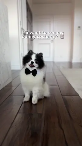 Day 1 of cute dog costumes with Huxley 🐰🥺 ootd @Pandaloon #halloweendogcostume #dogcostume 