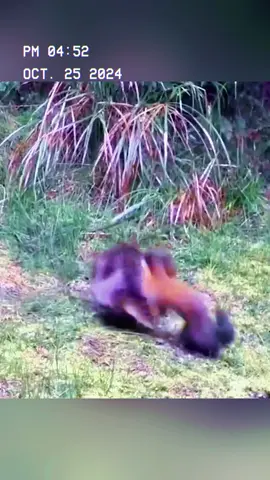 The fierce little animal. #wildanimals #animals #foryou 