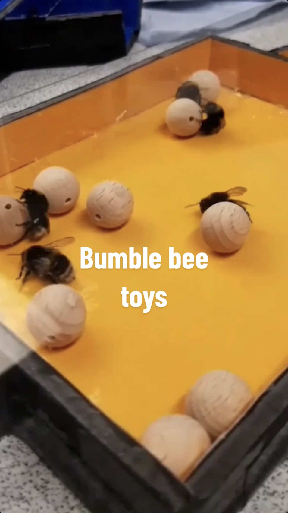 Lab-kept #BumbleBees roll small wooden balls around for no apparent purpose other than fun, a study reveals. The finding supports evidence that #bees experience pleasure, researchers say, highlighting the importance of protecting them in the wild and treating them well when they’re kept in hives. #ScienceTok #STEM 🎥: SAMADI GALPAYAGE