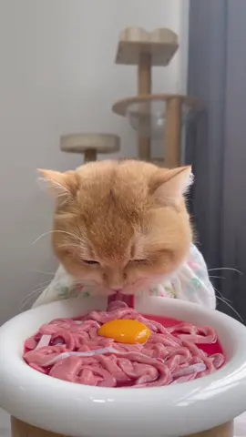Noodle time 😋 #cat #catsoftiktok #cutekitten #diningkitty #cateating #cateatingasmr #cateatingsound #asmr #petmukbang #catfood #cutecat #kitty #kittyfood #eatingsounds 