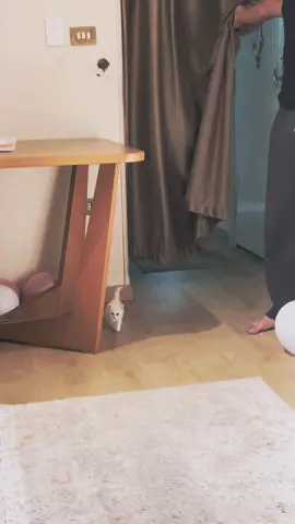 😂😂😂🐈🐾❤️❤️❤️❤️❤️ #cat #catsoftiktok #catsvideo #fypシ゚ #viral #explore #foryoupage 