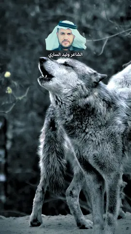 يا ذيب و القيد بيديني كاملة #الشاعر_وليد_الساري 