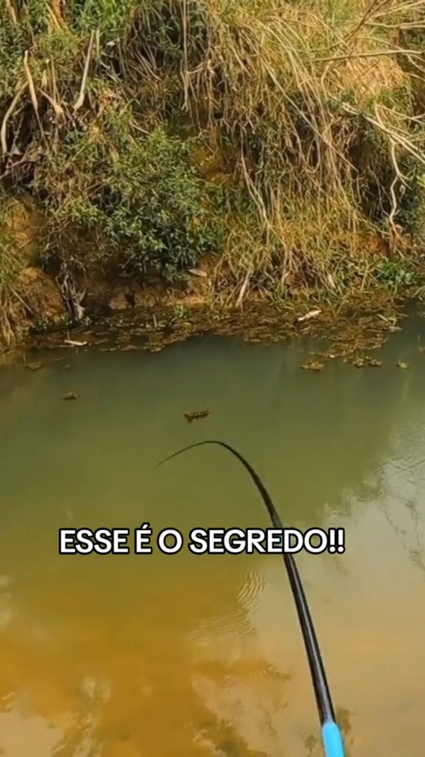 Esse é o segredo para pegar muito Tucunaré! 🎣 Com vara telescópica e camarão vivo, o resultado é garantido! Bora ver o quanto rende essa pescaria! #Pescaria #Tucunaré #DicaDePesca #Pescador #PescariaEsportiva #VidaDePescador #PescaEsportiva #SegredoDaPesca #PescaDeTucunaré #pescaesportiva #pescariaraiz 