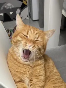 #cats #foryou #catsoftiktok #rîjîi #meaw #real #PetsOfTikTok #foryoupage #funnyvideos #cat #fyp #sexycar #orangecat 