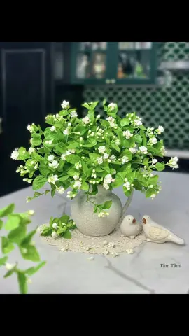 Cuối tuần cùng em ngắm bình hoa nhài thơm dễ chịu này nhé.  #hoanhai #camhoa #binhhoadep #hoathom # thugian #cuoituan #flowers 