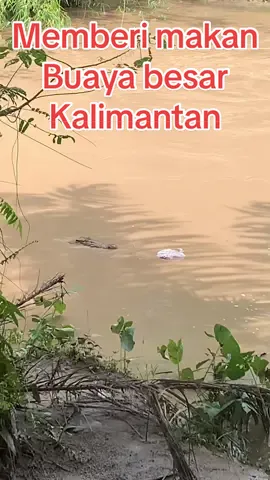 Ternyata besar sekali buaya predator kalimantan #buayakalimantantimur🐊 #buayamuara #buayaganassss☠️🐊 