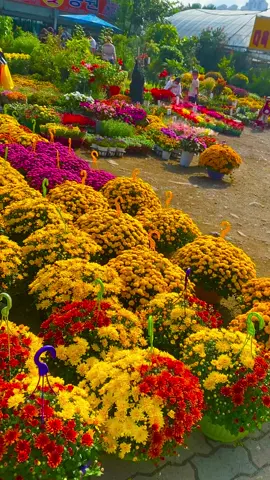 🌹 sáng ra chợ hoa cúc mâm sôi nở rộ y chang chợ tết quê mình 🌹