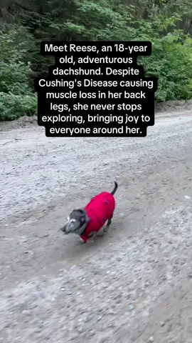 Reese is such an inspiration for real 🐶❤️ #RoadTo16Million #Pubity  (Anonymous via ViralHog)