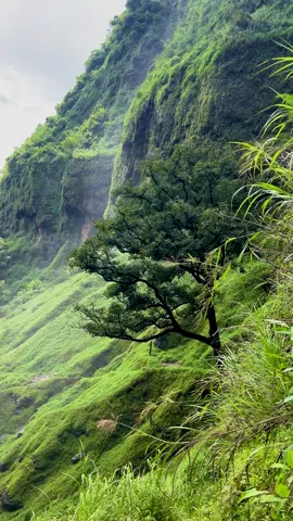This stunning view will soothe your soul, quiet your mind, and bring you a deep sense of peace. #fyp #fypシ #falls #nature #mountain #peace 